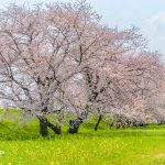 桜堤サブセンター、さくらまつり、3月春の花、岐阜県海津市の観光・撮影スポットの画像と写真