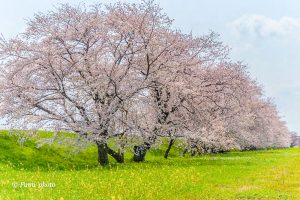 桜堤サブセンター、さくらまつり、3月春の花、岐阜県海津市の観光・撮影スポットの画像と写真