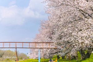 桜堤サブセンター、さくらまつり、3月春の花、岐阜県海津市の観光・撮影スポットの画像と写真