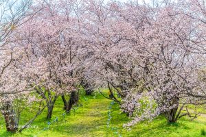 桜堤サブセンター、さくらまつり、3月春の花、岐阜県海津市の観光・撮影スポットの画像と写真