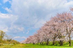 桜堤サブセンター、さくらまつり、3月春の花、岐阜県海津市の観光・撮影スポットの画像と写真