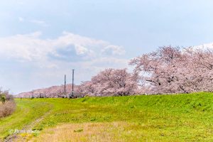 桜堤サブセンター、さくらまつり、3月春の花、岐阜県海津市の観光・撮影スポットの画像と写真