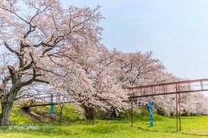 桜堤サブセンター、さくらまつり、3月春の花、岐阜県海津市の観光・撮影スポットの画像と写真