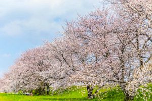 桜堤サブセンター、さくらまつり、3月春の花、岐阜県海津市の観光・撮影スポットの画像と写真