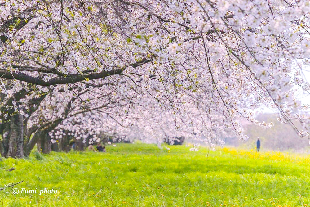 桜堤サブセンター、さくらまつり、3月春の花、岐阜県海津市の観光・撮影スポットの画像と写真
