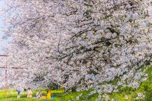 桜堤サブセンター、さくらまつり、3月春の花、岐阜県海津市の観光・撮影スポットの画像と写真