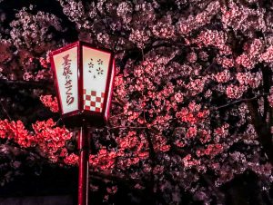 墨俣一夜城、夜桜、ライトアップ、４月春の花、岐阜県大垣市の観光・撮影スポットの画像と写真