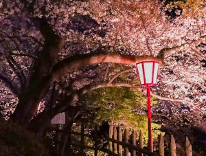 墨俣一夜城、夜桜、ライトアップ、４月春の花、岐阜県大垣市の観光・撮影スポットの画像と写真