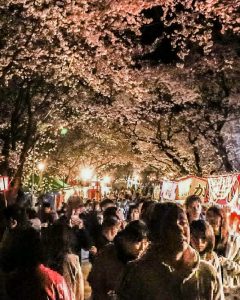 墨俣一夜城、夜桜、ライトアップ、４月春の花、岐阜県大垣市の観光・撮影スポットの画像と写真