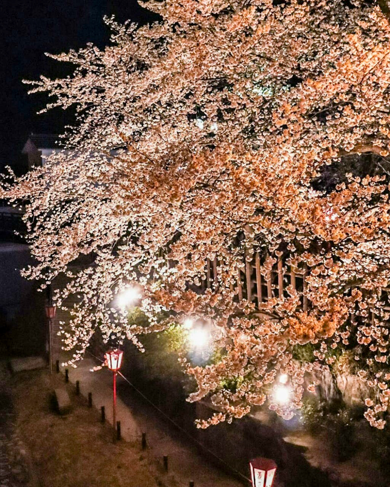 墨俣一夜城、夜桜、ライトアップ、４月春の花、岐阜県大垣市の観光・撮影スポットの画像と写真