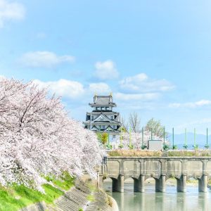 墨俣一夜城、さくら、4月春の花、岐阜県大垣市の観光・撮影スポットの画像と写真