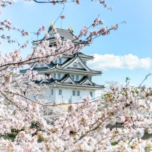 墨俣一夜城、さくら、4月春の花、岐阜県大垣市の観光・撮影スポットの画像と写真
