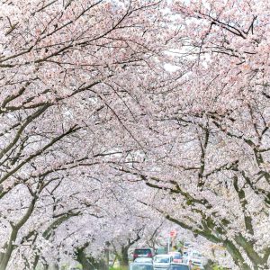 墨俣一夜城、さくら、4月春の花、岐阜県大垣市の観光・撮影スポットの画像と写真