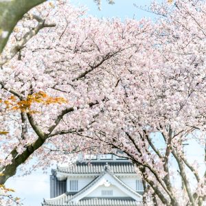 墨俣一夜城、さくら、4月春の花、岐阜県大垣市の観光・撮影スポットの画像と写真