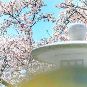 墨俣一夜城、さくら、4月春の花、岐阜県大垣市の観光・撮影スポットの画像と写真