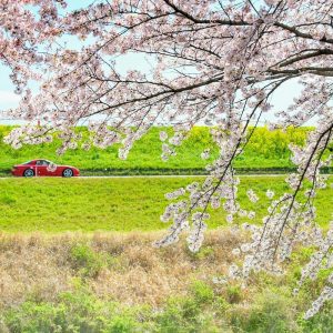 墨俣一夜城、さくら、4月春の花、岐阜県大垣市の観光・撮影スポットの画像と写真