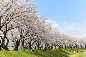 墨俣一夜城、さくら、4月春の花、岐阜県大垣市の観光・撮影スポットの画像と写真