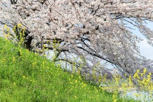 墨俣一夜城、さくら、4月春の花、岐阜県大垣市の観光・撮影スポットの画像と写真