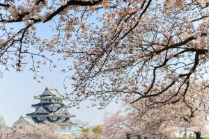 墨俣一夜城、さくら、4月春の花、岐阜県大垣市の観光・撮影スポットの画像と写真