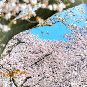 墨俣一夜城、さくら、4月春の花、岐阜県大垣市の観光・撮影スポットの画像と写真