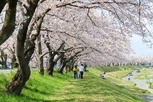 墨俣一夜城、さくら、4月春の花、岐阜県大垣市の観光・撮影スポットの画像と写真