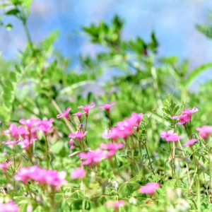 墨俣一夜城、さくら、4月春の花、岐阜県大垣市の観光・撮影スポットの画像と写真夜城、さくら、4月春の花、岐阜県大垣市の観光・撮影スポットの画像と写真