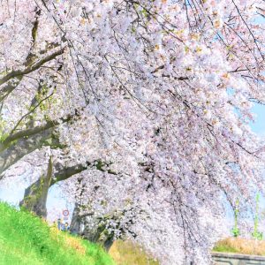 墨俣一夜城、さくら、4月春の花、岐阜県大垣市の観光・撮影スポットの画像と写真