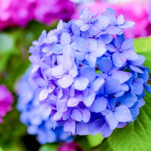 墨俣あじさいまつり、６月夏の花、岐阜県大垣市の観光・撮影スポットの画像と写真