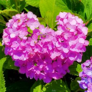 墨俣あじさいまつり、６月夏の花、岐阜県大垣市の観光・撮影スポットの画像と写真