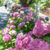 墨俣あじさいまつり、６月夏の花、岐阜県大垣市の観光・撮影スポットの画像と写真