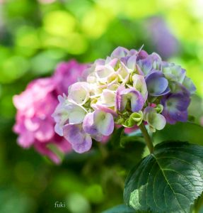 墨俣あじさいまつり、６月夏の花、岐阜県大垣市の観光・撮影スポットの画像と写真