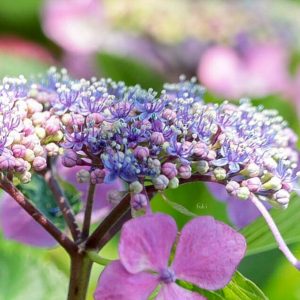 墨俣あじさいまつり、６月夏の花、岐阜県大垣市の観光・撮影スポットの画像と写真