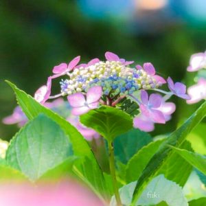 墨俣あじさいまつり、６月夏の花、岐阜県大垣市の観光・撮影スポットの画像と写真