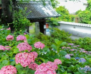 墨俣あじさいまつり、６月夏の花、岐阜県大垣市の観光・撮影スポットの画像と写真
