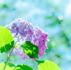 墨俣あじさいまつり、６月夏の花、岐阜県大垣市の観光・撮影スポットの画像と写真