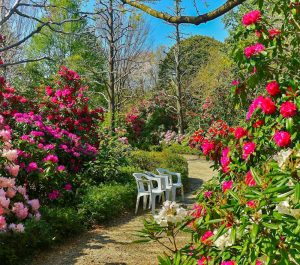 赤塚シャクナゲガーデン、4月春の花、三重県津市の観光・撮影スポットの画像と写真赤塚シャクナゲガーデン、4月春の花、三重県津市の観光・撮影スポットの画像と写真