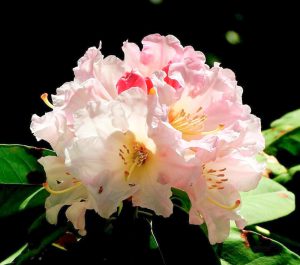 赤塚シャクナゲガーデン、4月春の花、三重県津市の観光・撮影スポットの画像と写真