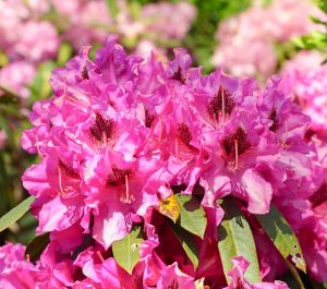赤塚シャクナゲガーデン、4月春の花、三重県津市の観光・撮影スポットの画像と写真
