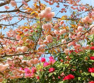 赤塚シャクナゲガーデン、4月春の花、三重県津市の観光・撮影スポットの画像と写真