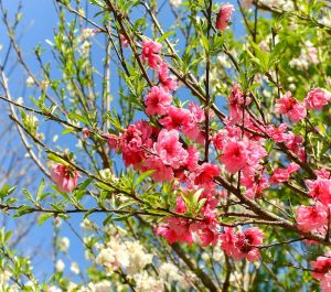 赤塚シャクナゲガーデン、4月春の花、三重県津市の観光・撮影スポットの画像と写真