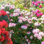 赤塚シャクナゲガーデン、4月春の花、三重県津市の観光・撮影スポットの画像と写真