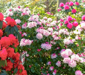 赤塚シャクナゲガーデン、4月春の花、三重県津市の観光・撮影スポットの画像と写真