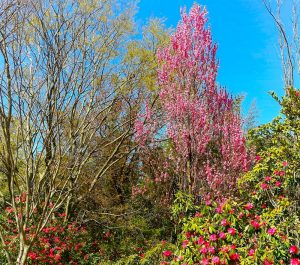 赤塚シャクナゲガーデン、4月春の花、三重県津市の観光・撮影スポットの画像と写真