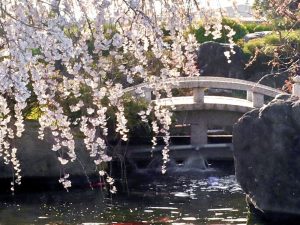 正眼寺、しだれ桜、3月春の花、愛知県小牧市の観光・撮影スポットの画像と写真