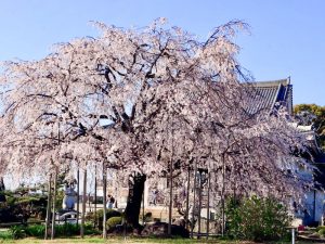 正眼寺、しだれ桜、3月春の花、愛知県小牧市の観光・撮影スポットの画像と写真
