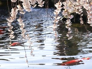 正眼寺、しだれ桜、3月春の花、愛知県小牧市の観光・撮影スポットの画像と写真
