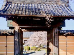 正眼寺、しだれ桜、3月春の花、愛知県小牧市の観光・撮影スポットの画像と写真