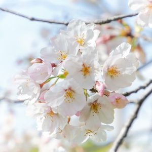庄内緑地公園、さくら、4月春の花、名古屋市西区の観光・撮影スポットの画像と写真