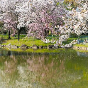 庄内緑地公園、しだれ桜さくら、4月春の花、名古屋市西区の観光・撮影スポットの画像と写真