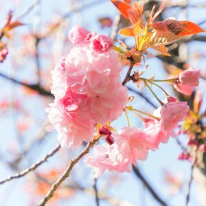 庄内緑地公園、さくら、4月春の花、名古屋市西区の観光・撮影スポットの画像と写真